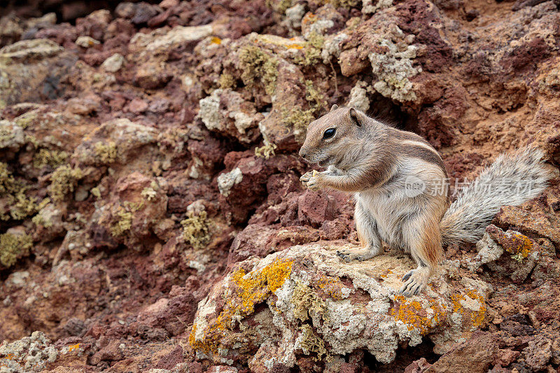 在西班牙福埃特文图拉岛的岩石上吃坚果的巴巴里地松鼠