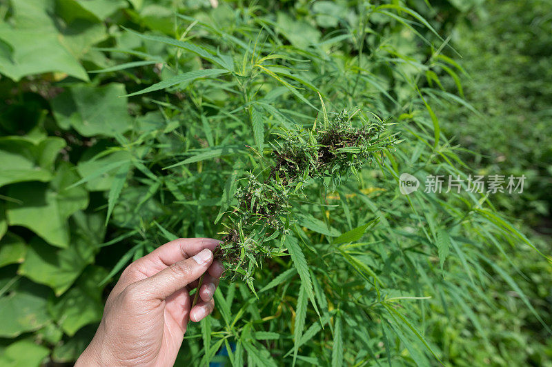 大麻植物的特写