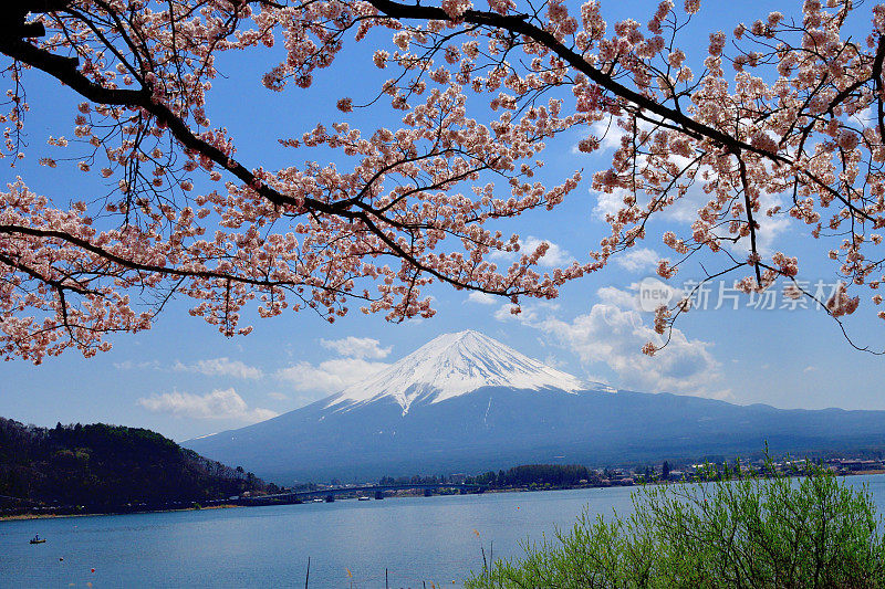 从川口湖岸边看富士山和樱花