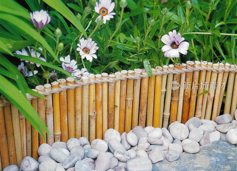 浅粉色非洲雏菊(骨蕨)花园边界的特写图像后面的竹子和缠绕的边界，石板和卵石花园路径，重点前景开花