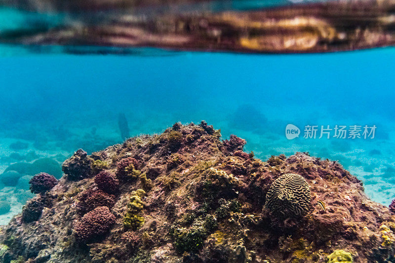 充满活力的水下珊瑚和海洋生物在海洋，加勒比海咸水海底的海洋生物