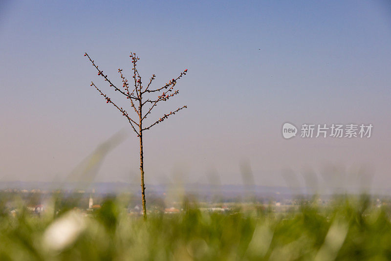 山上的树枝和嫩芽映衬着天空