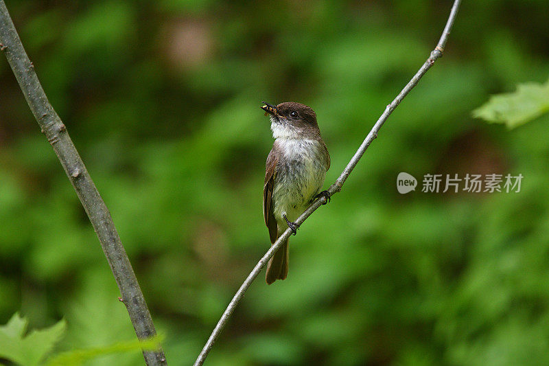 东方菲比炫耀它捕获的黄蜂