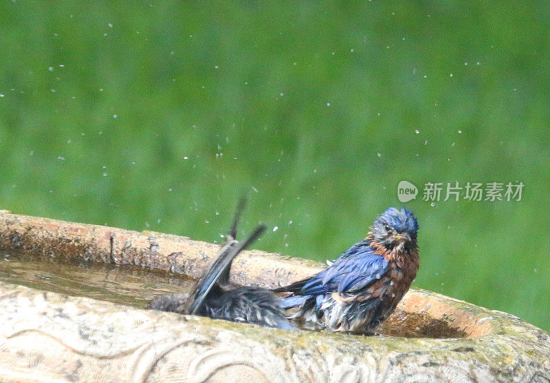 蓝知更鸟洗澡