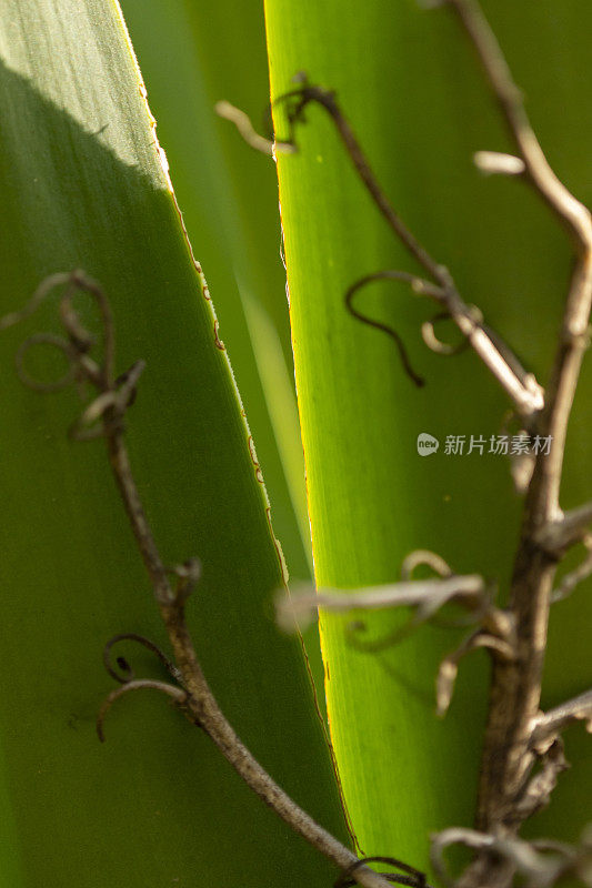 背光的“V”字，在丝兰叶子的叶节处有明亮的边缘，前景为失焦的干花茎