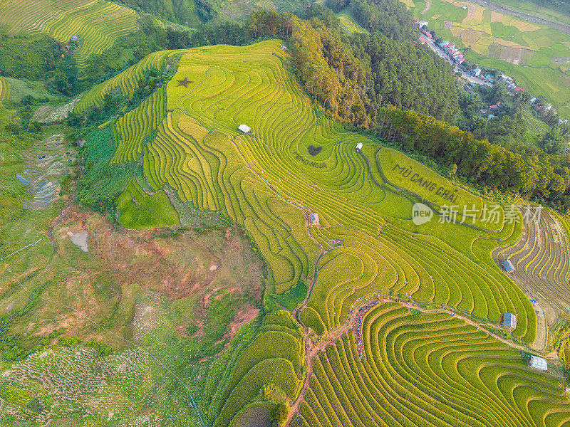 越南北部萨帕市附近木仓柴镇金色梯田的鸟瞰图。越南颜白，收获季节美丽的梯田