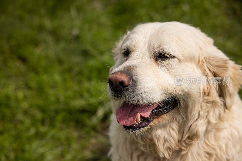 金毛猎犬躺在草地上喘息的特写