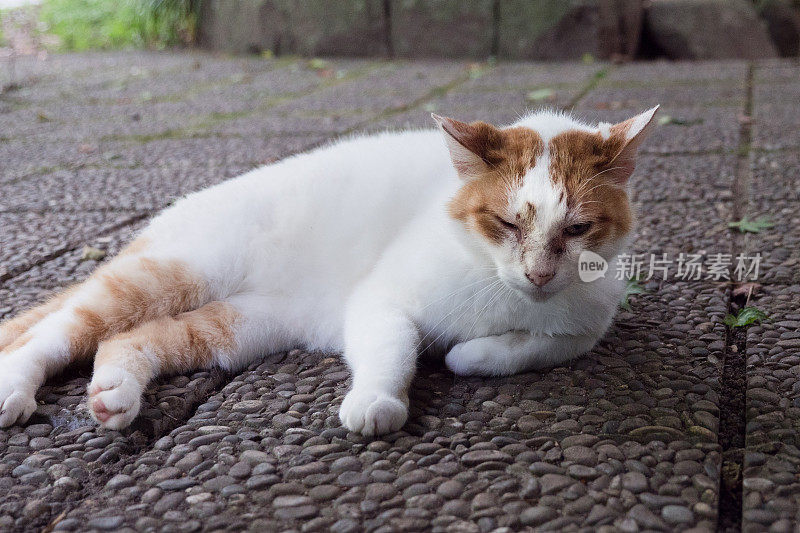 一只脸上有伤疤的流浪猫的图像