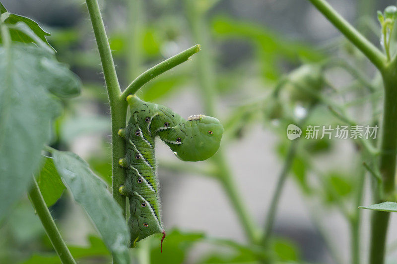 特写图像的烟草角虫在一个家庭花园里的番茄植株的茎在夏天