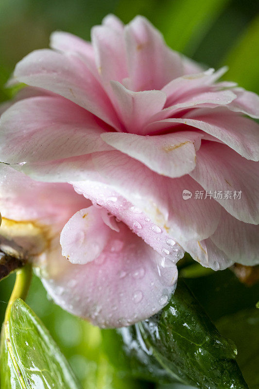 山茶花在雨中