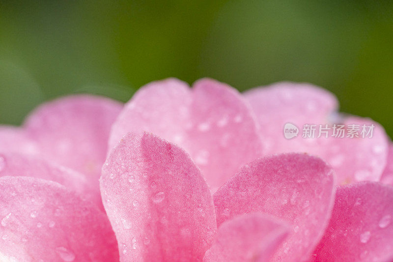 山茶花在雨中