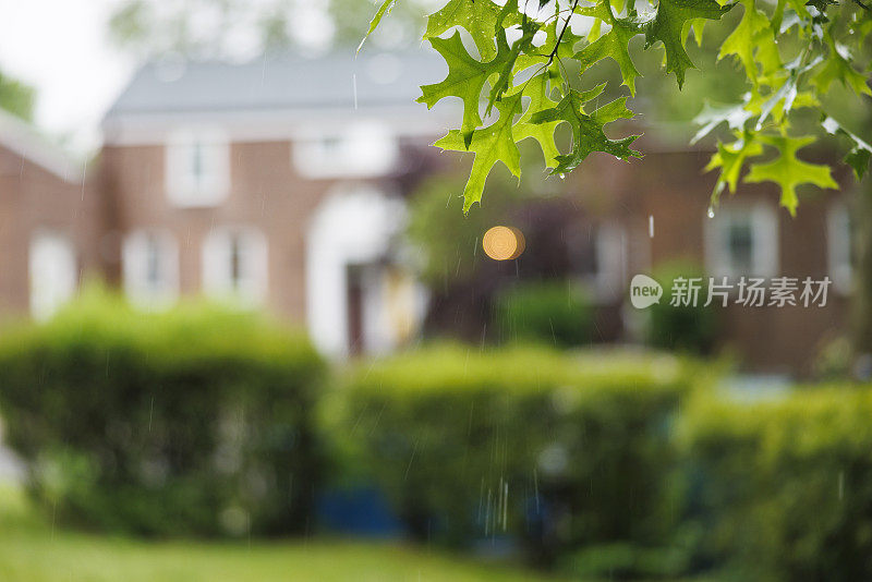 住宅区的夏雨。聚焦在树叶上，社区模糊在背景中。