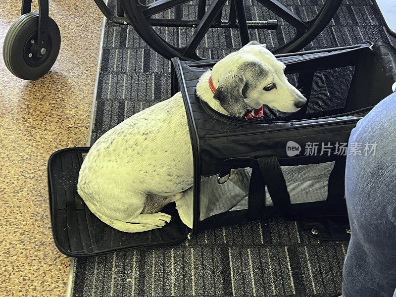 残疾人带着狗等待延误的航班
