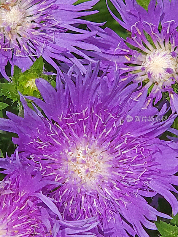 紫色的矢车菊Aster
