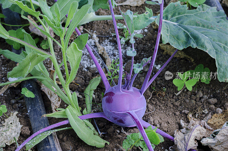 在农村农场种植成熟Kohirabi的特写