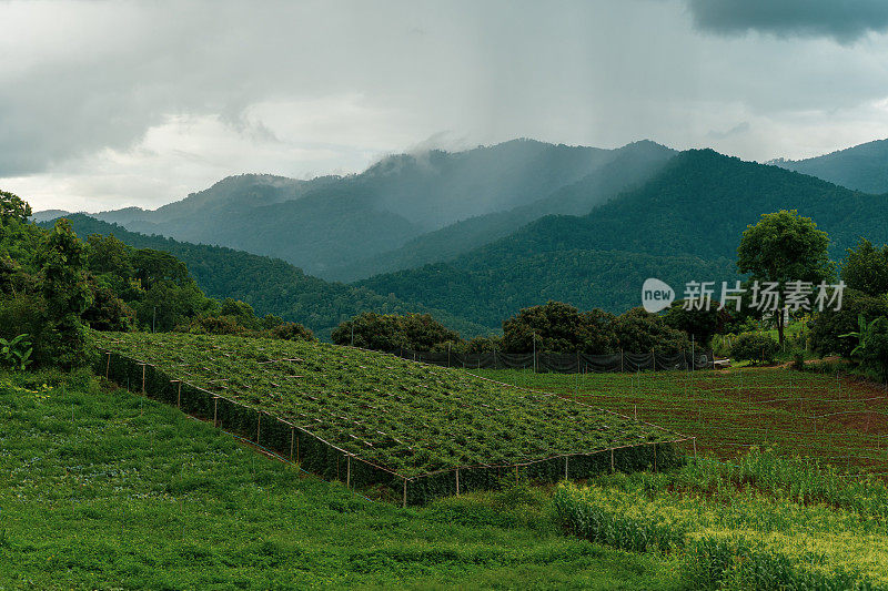 泰国北部多雨山区农业山谷景观