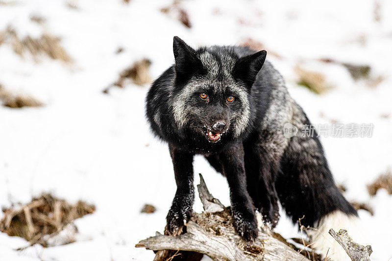 银狐站在树皮在森林在一个下雪的冬天的一天