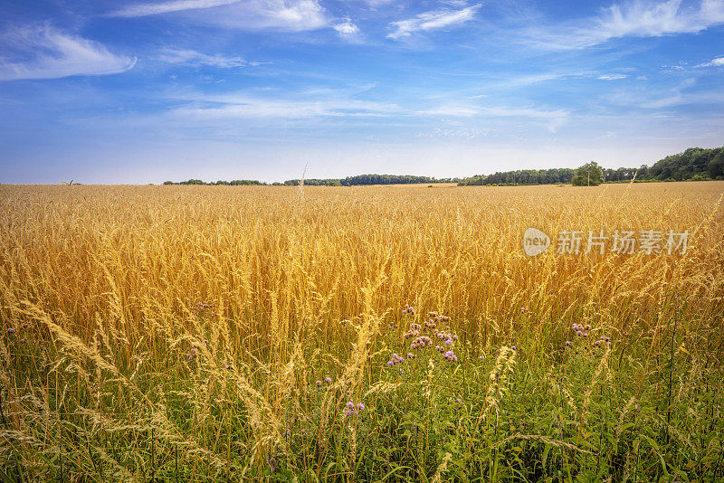 英格兰科茨沃尔德农业夏季谷物在英国威尔特郡蓝天下的金色田野