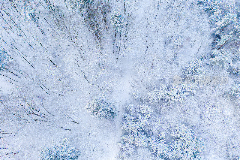 覆盖着雪的混交林鸟瞰图。