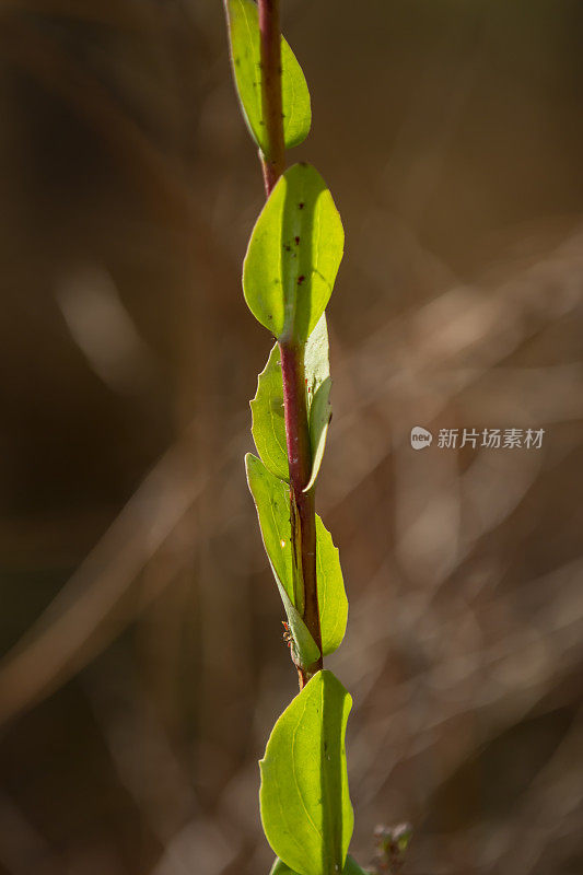 在垂直的植物茎上的交替锯齿叶，在晨光下背光