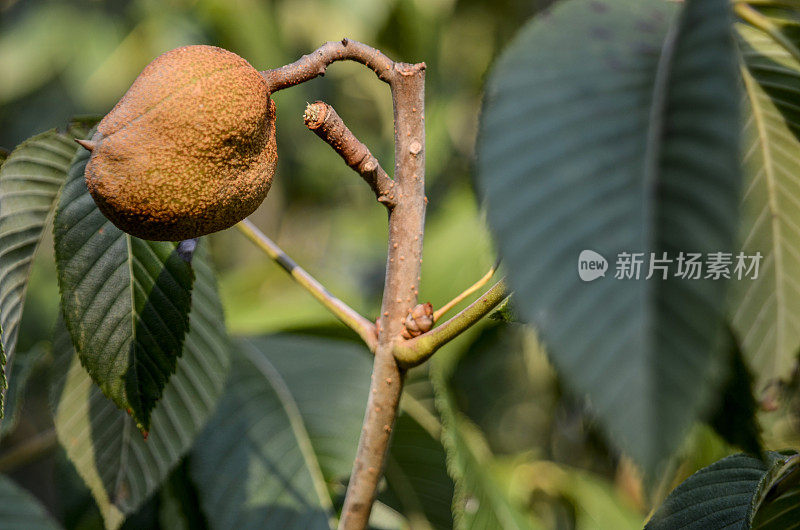 红七叶树(Aesculus):后花园夏末的花朵