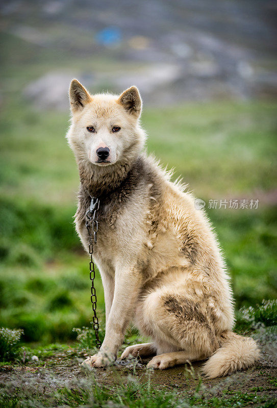 严肃的格陵兰犬看着镜头，雪橇犬伊卢利萨特