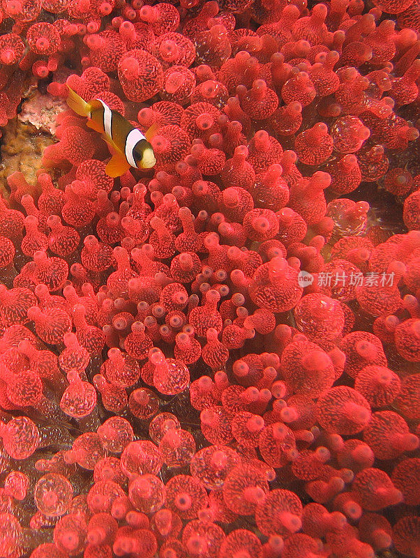 在红珊瑚礁中，一只眼藻小丑鱼(nemo)的垂直特写镜头