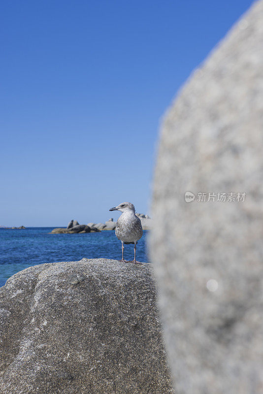 科西嘉岛海岸拉维奇群岛岩石上的海鸥