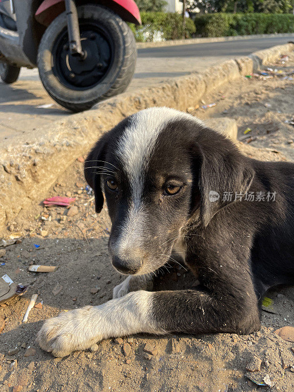 印度新德里街道上，被遗弃的印度小狗躺在居民区排水沟中的垃圾和垃圾中，被摩托车撞倒