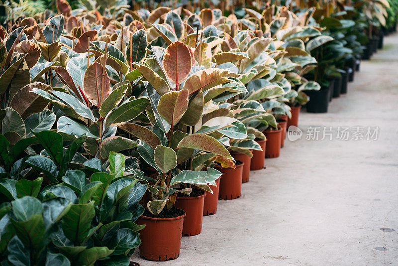 植物温室