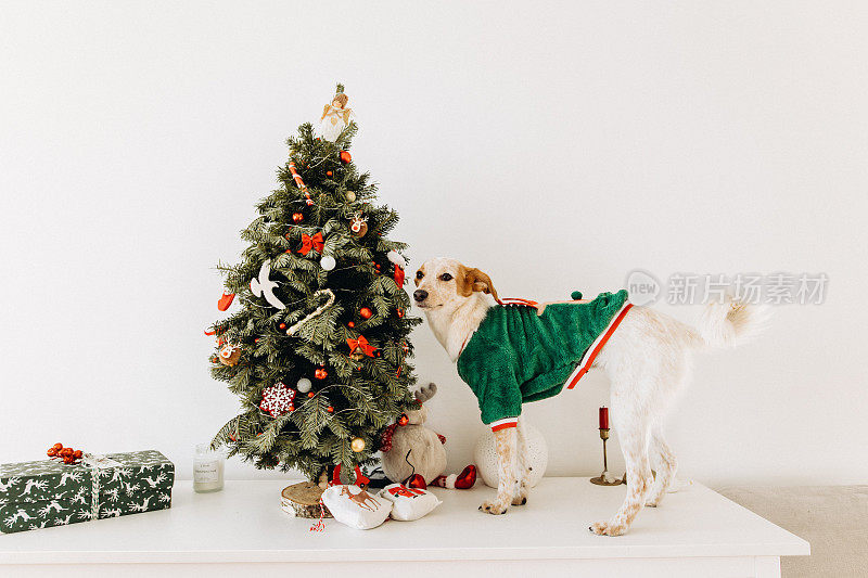 可爱的小狗戴着圣诞帽，穿着小精灵毛衣站在家里的圣诞树旁