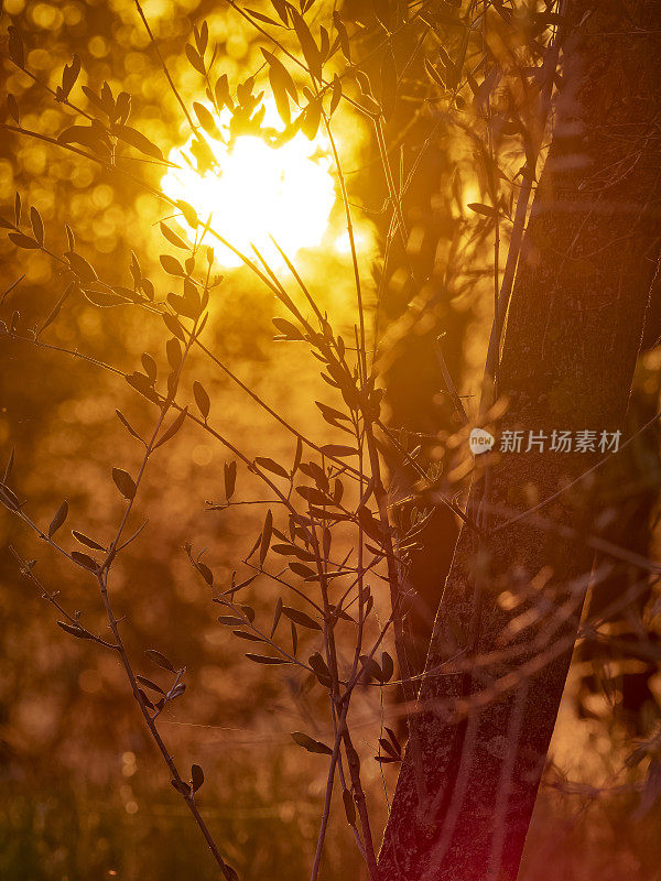 意大利托斯卡纳地区