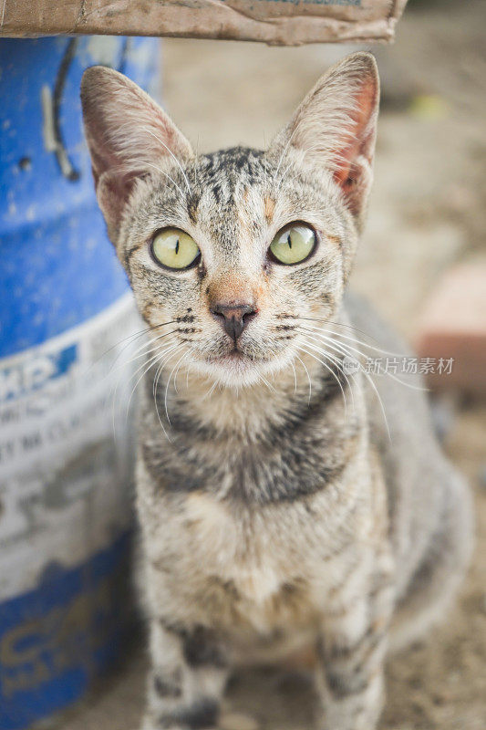 野猫