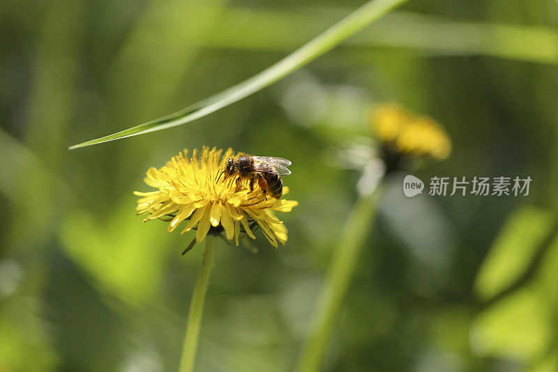 蜜蜂在花上