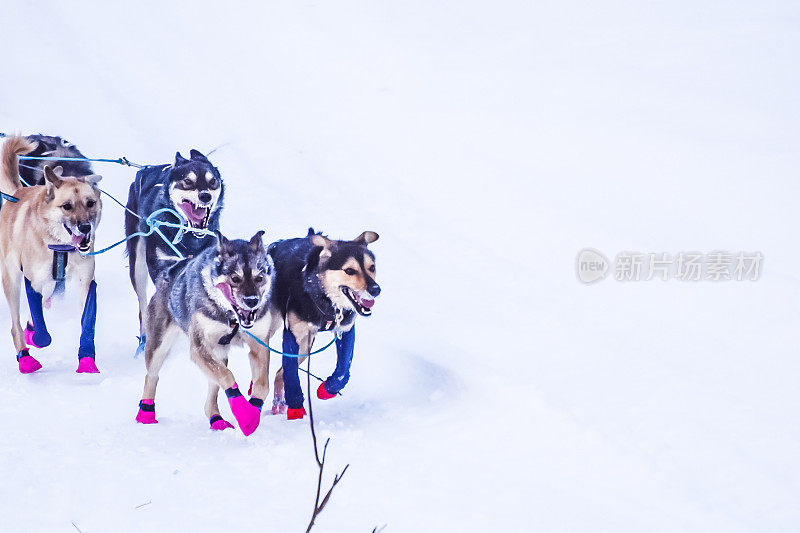 阿拉斯加的狗拉雪橇——决心要赢