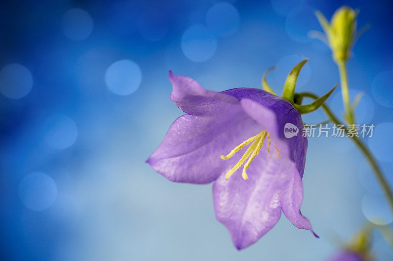 风铃花(风铃花)，有美丽的散景