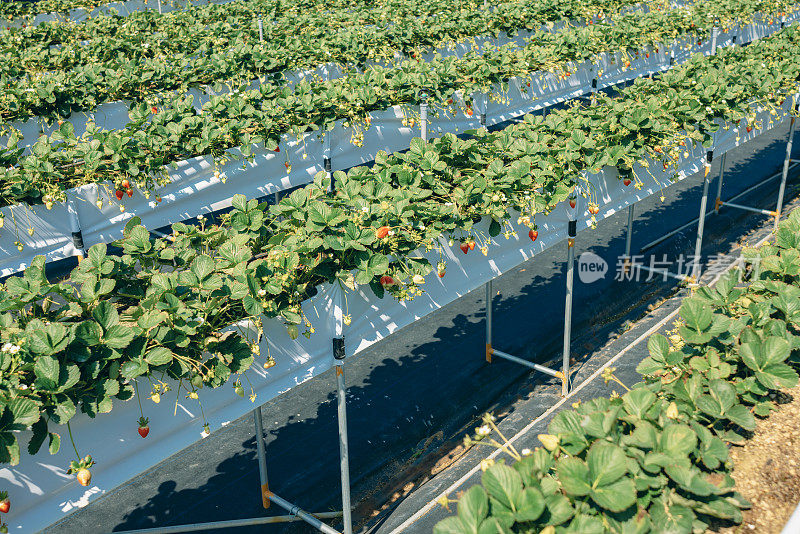 有机农场的草莓植株上挂着成熟的草莓