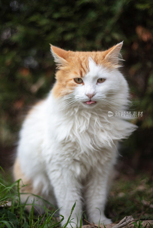 姜白色的流浪猫。