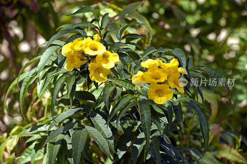 特写的Tecoma树(小号灌木)开花，约旦