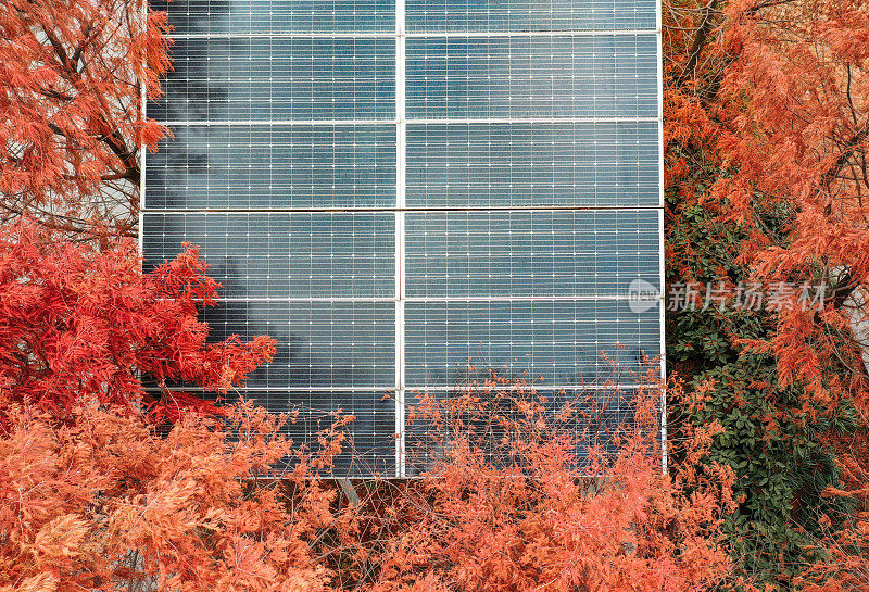被红色森林包围的太阳能电池板鸟瞰图