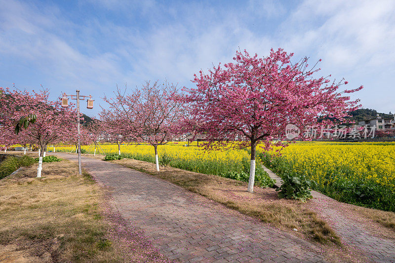 阳光明媚的日子里，油菜花田和樱花盛开