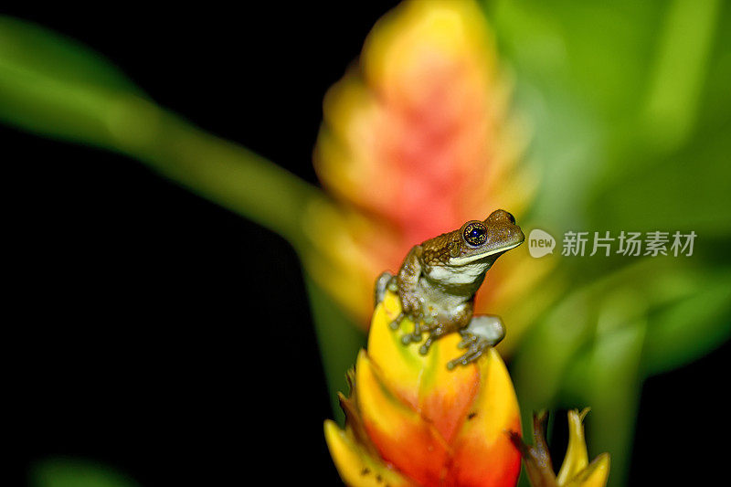 夜晚，叶脉树蛙在一株海螺上