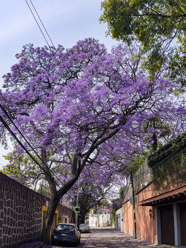 春天的墨西哥城，蓝花楹树