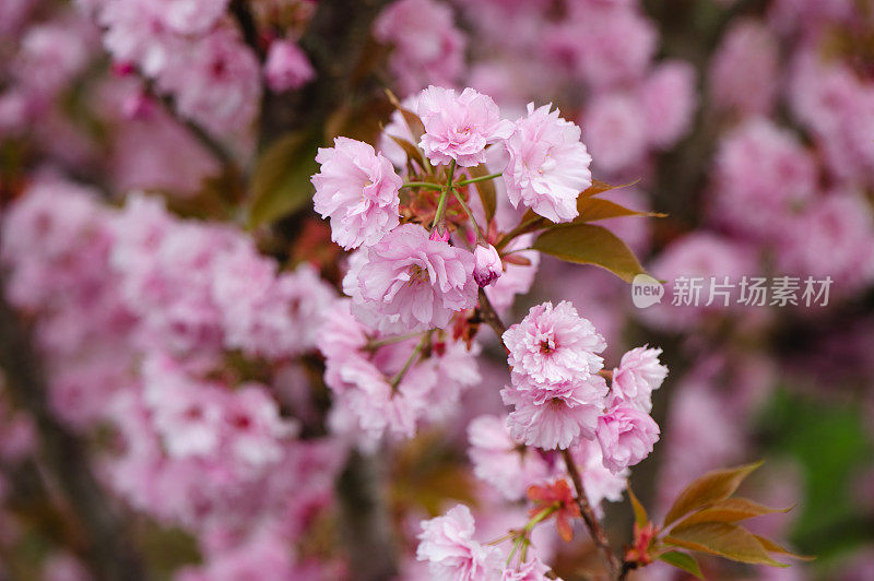 春天鲜花盛开