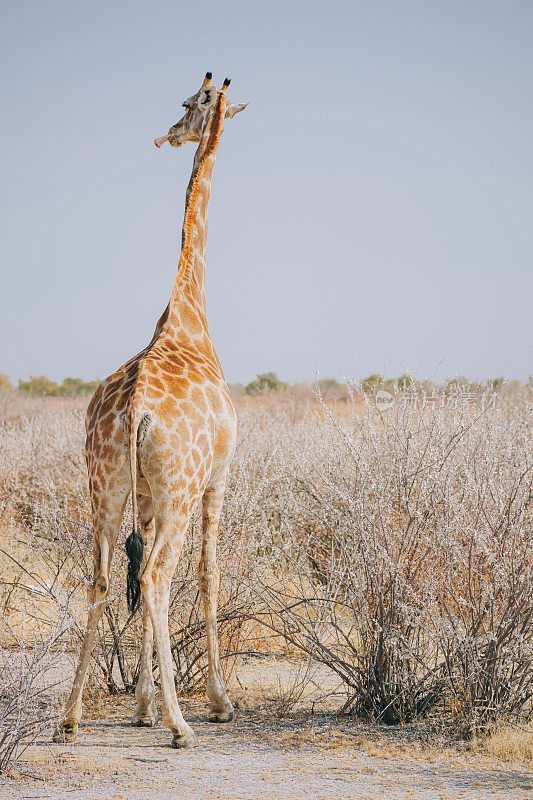 纳米比亚自然公园里，长颈鹿在咀嚼手机骨头以摄取矿物质