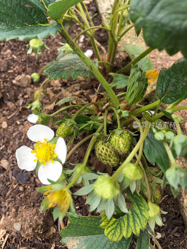 草莓果实和草莓花植物