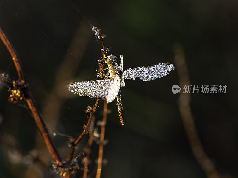 闪闪发光的翅膀