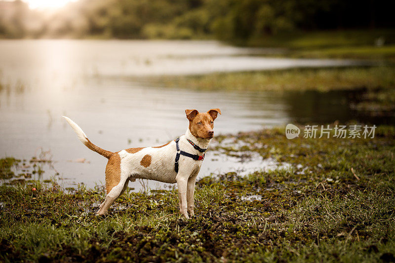 在湖边拴着一条严肃的狗