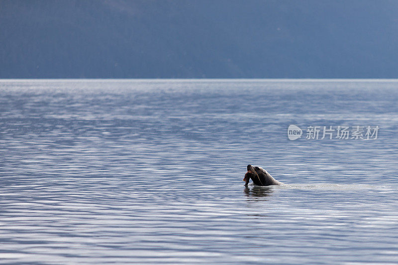 海狮捕捞鲑鱼