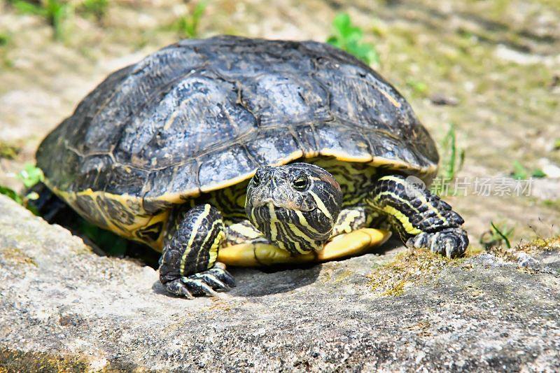 红耳水龟(赤耳水龟)的图片
